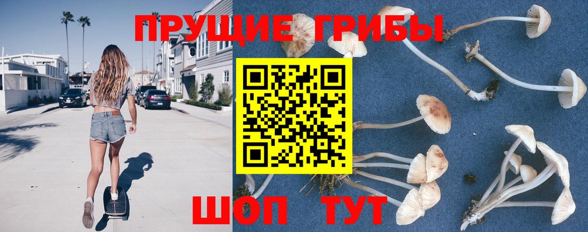 Псилоцибиновые грибы Psilocybe Вязники